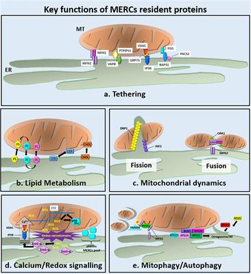 Frontiers | The Mitochondria–Endoplasmic Reticulum Contacts And Their ...